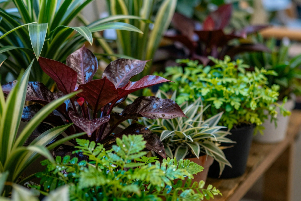 Cura le piante da appartamento in inverno: 5 suggerimenti per un giardino rigoglioso tutto l'anno