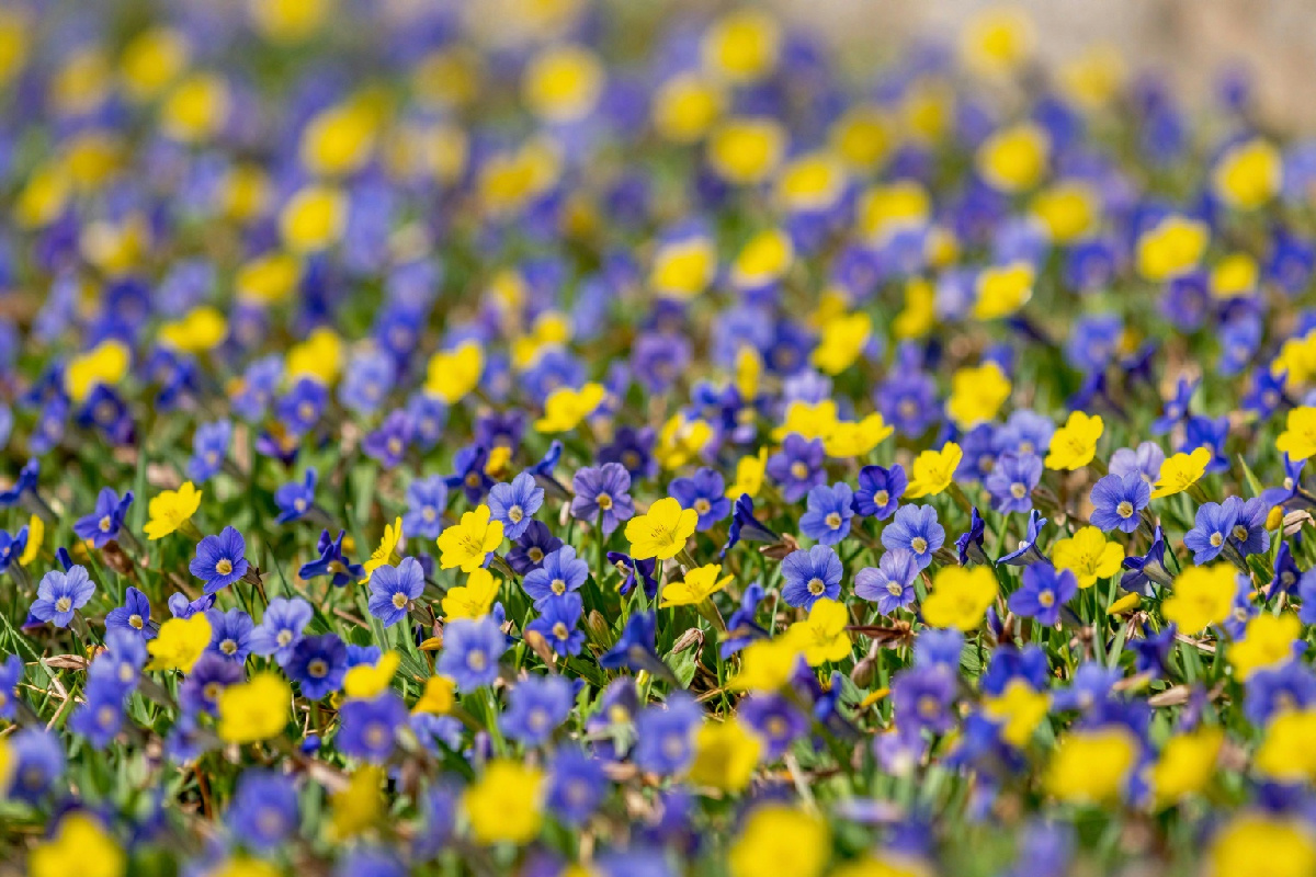 5 motivi per scegliere Minorca in primavera: relax, bellezze naturali e offerte imperdibili