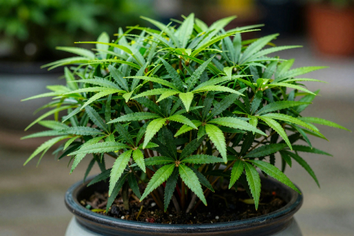 Nandina in vaso: 5 errori comuni con l'acqua che portano alla perdita delle foglie