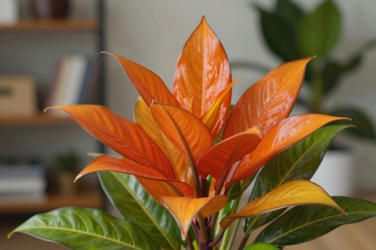 Pachira aquatica, il colore che porta la natura vivace in ogni appartamento