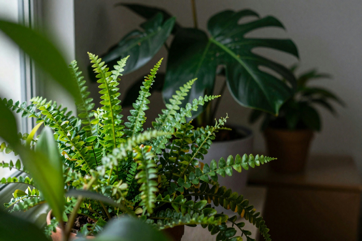 Piante che vivono senza luce: il segreto per un angolo verde anche senza finestre