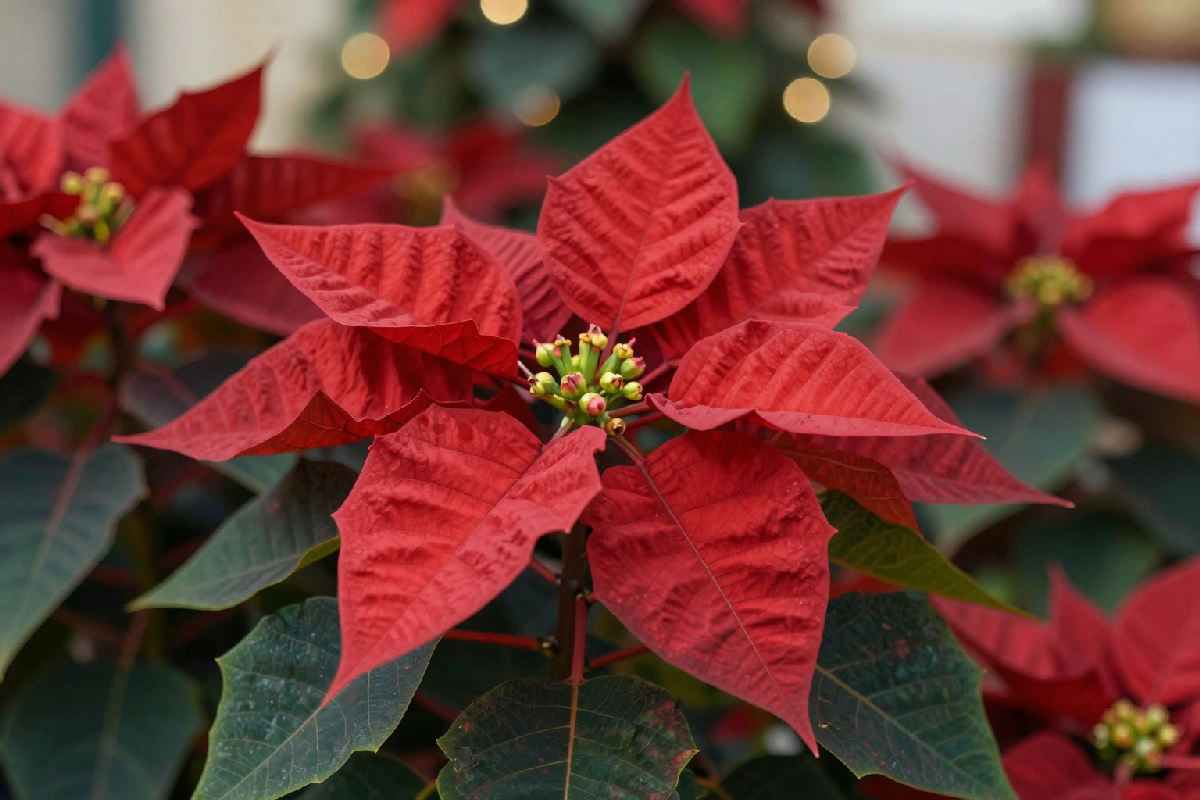 Stella di Natale: i segnali da non ignorare per salvarla durante il periodo critico